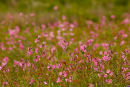 Wild Flowers